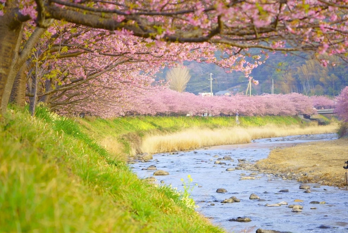 河津桜まつりの風景