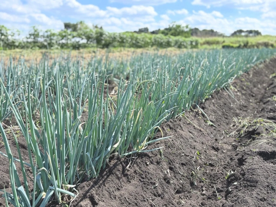 こばと農園の畑