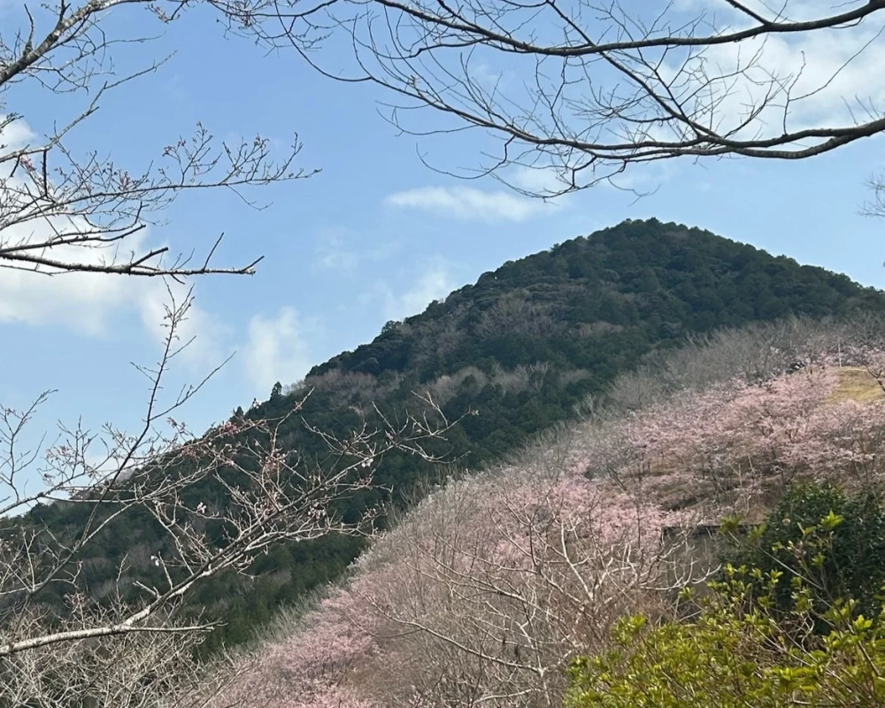 桜が咲き誇る風景