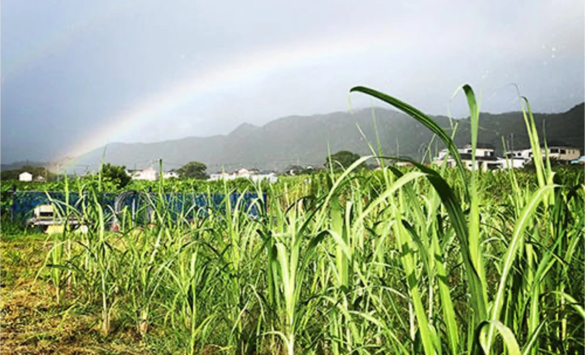 サトウキビ畑にかかる虹