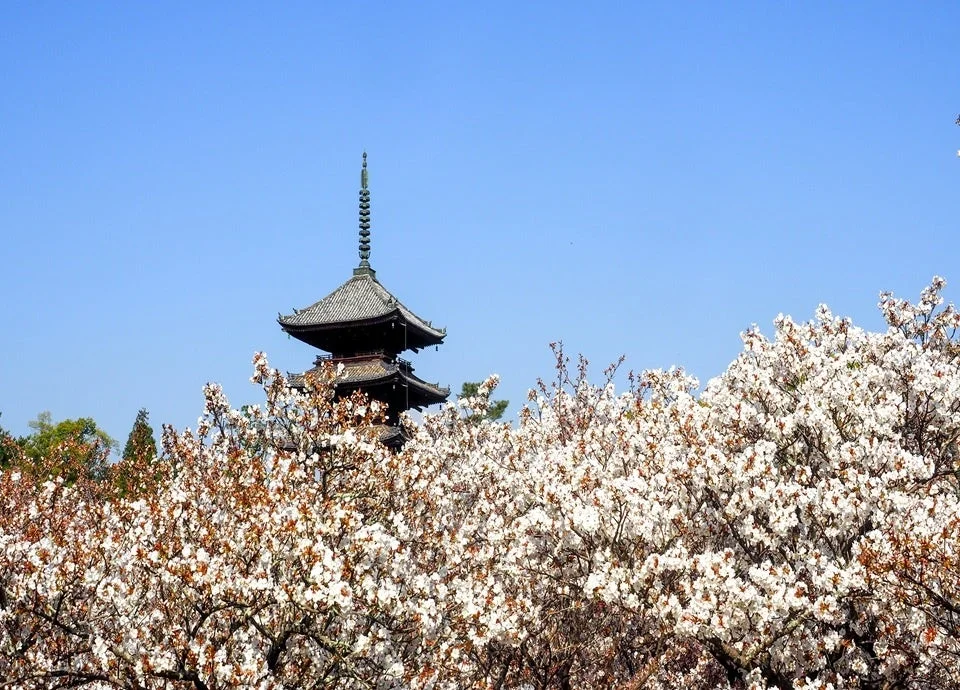 桜と五重塔