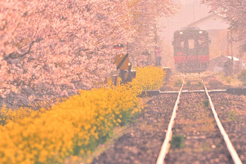 真岡鐵道沿線の菜の花と桜