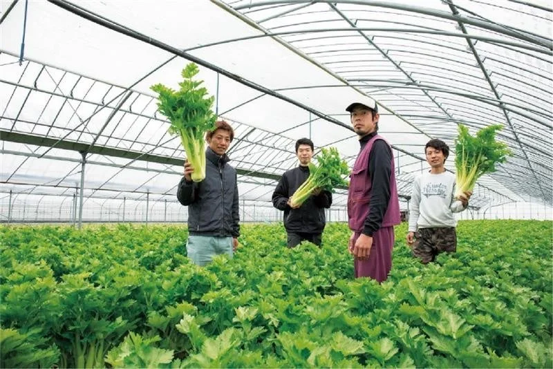 ハウスでセロリを持つ男性たち