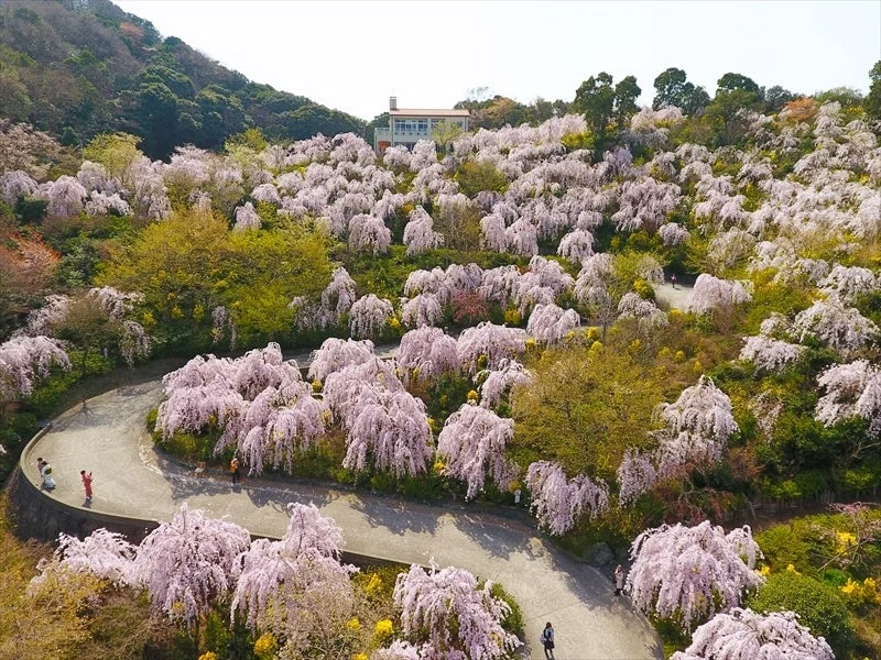 しだれ桜