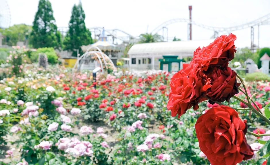バラ園とアトラクション