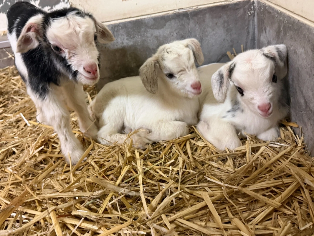 藁の上でくつろぐ子ヤギ