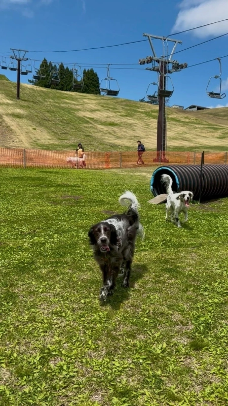 ドッグランの犬