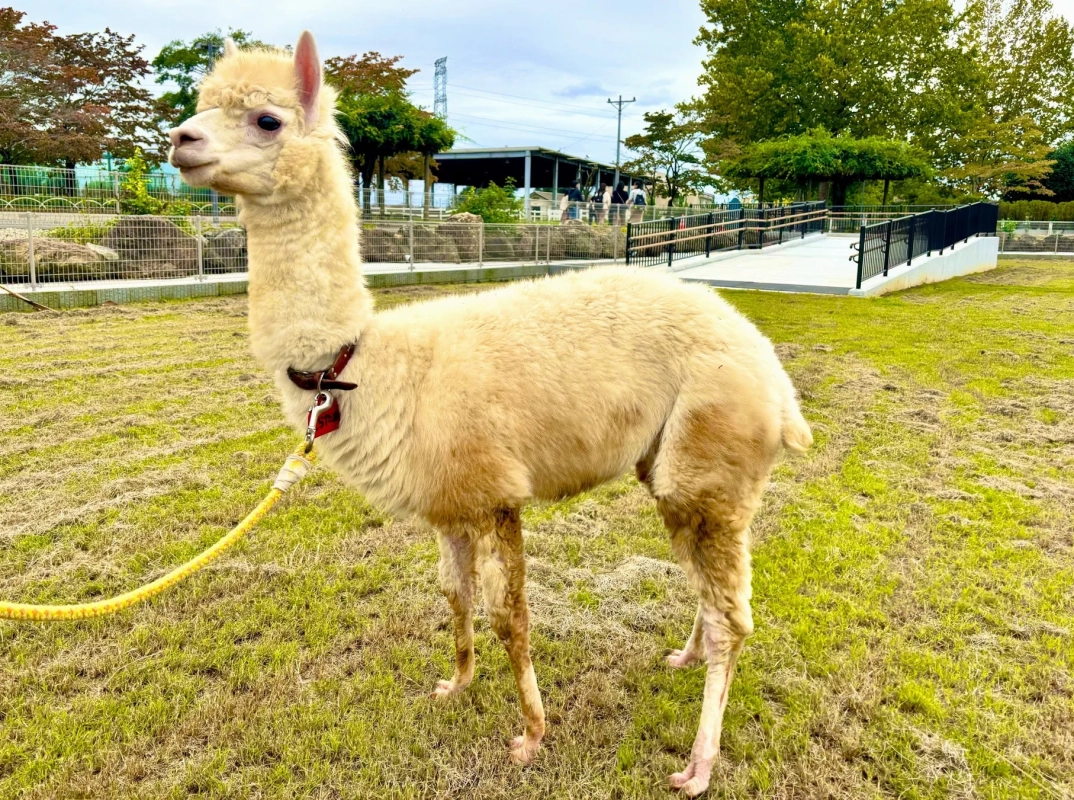 アルパカ