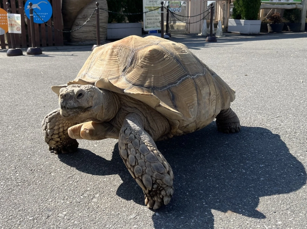 アフリカオオガメ