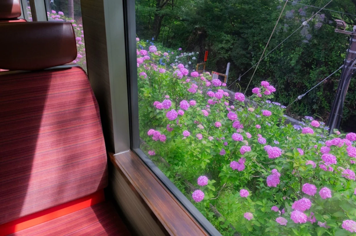 電車の窓から見た紫陽花
