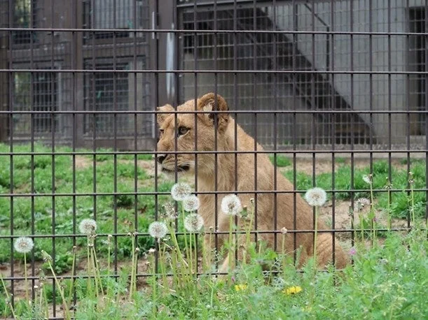 檻の中の若いライオン