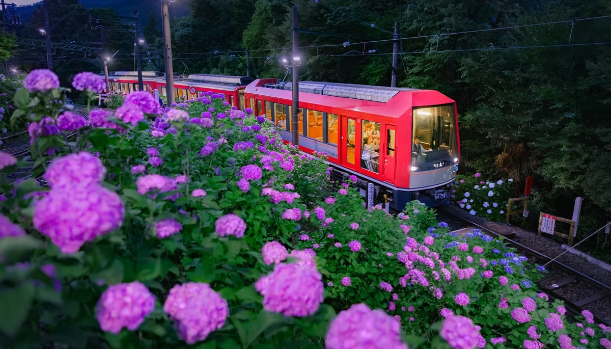 赤い電車と紫陽花