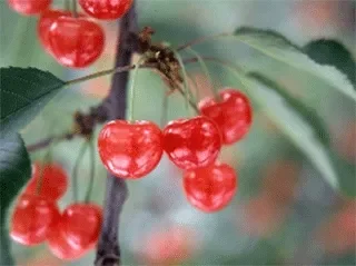 赤いさくらんぼが枝にたくさん実っている様子