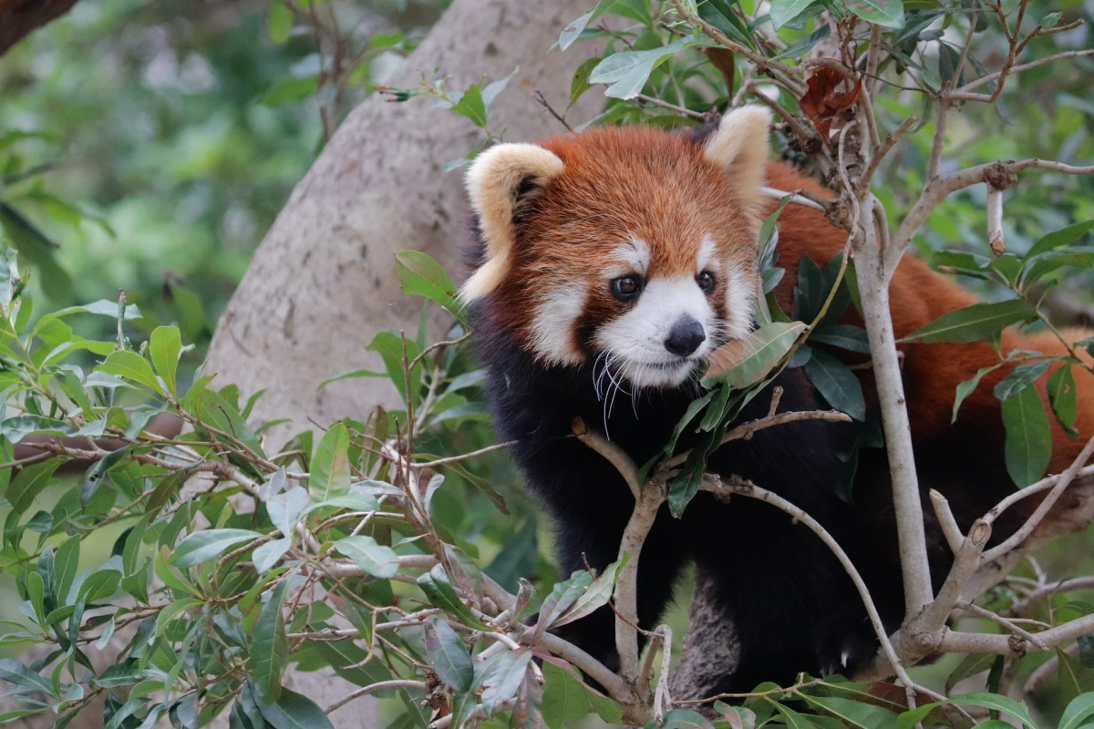 木の上のレッサーパンダ