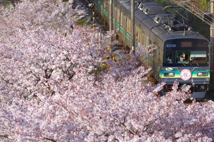 行田市内で撮影された第22回秩父鉄道写真コンテスト入賞作品 イメージ1