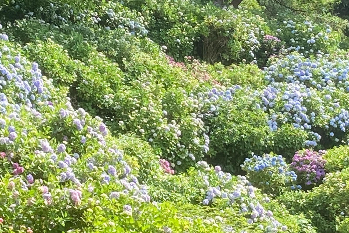 青や紫のあじさいが咲き誇る風景