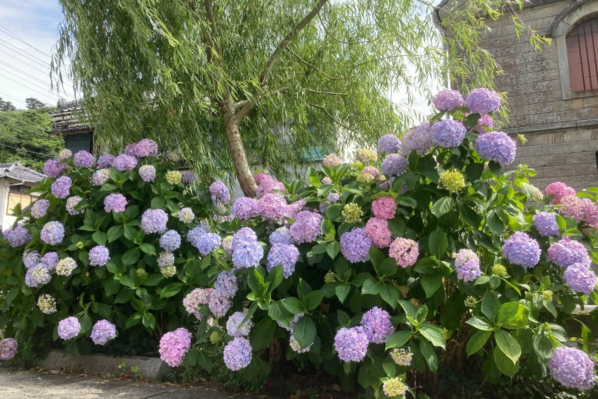 色とりどりのあじさいと庭園
