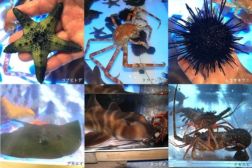 海洋生物の集合写真