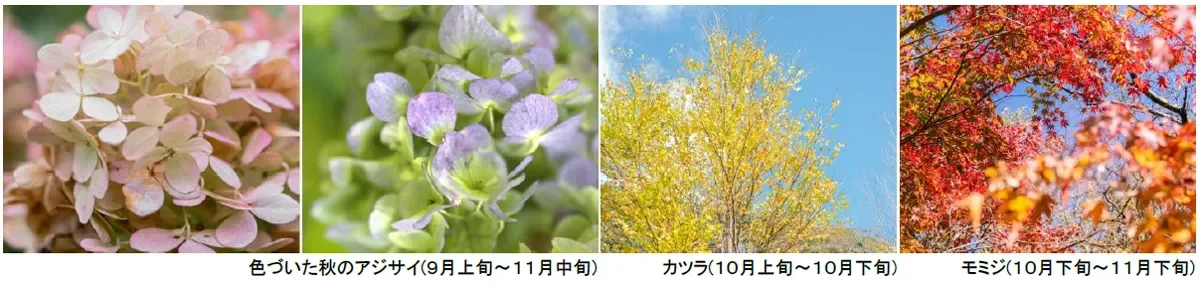 秋のアジサイ、カツラ、モミジの紅葉