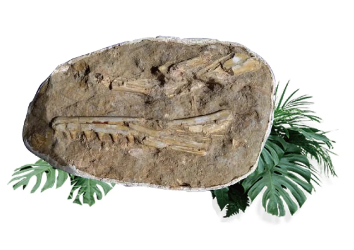 岩石に埋め込まれた古代生物の顎の骨や鋭い歯の化石