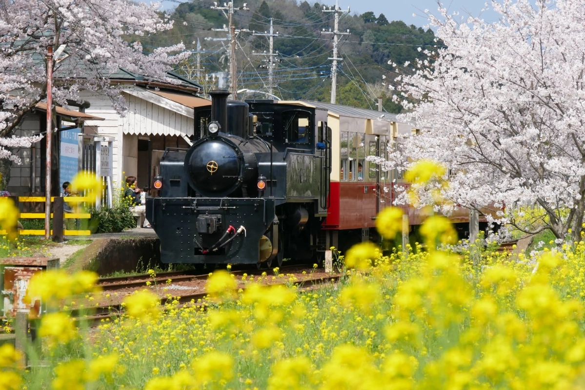 桜と菜の花の中を走る蒸気機関車