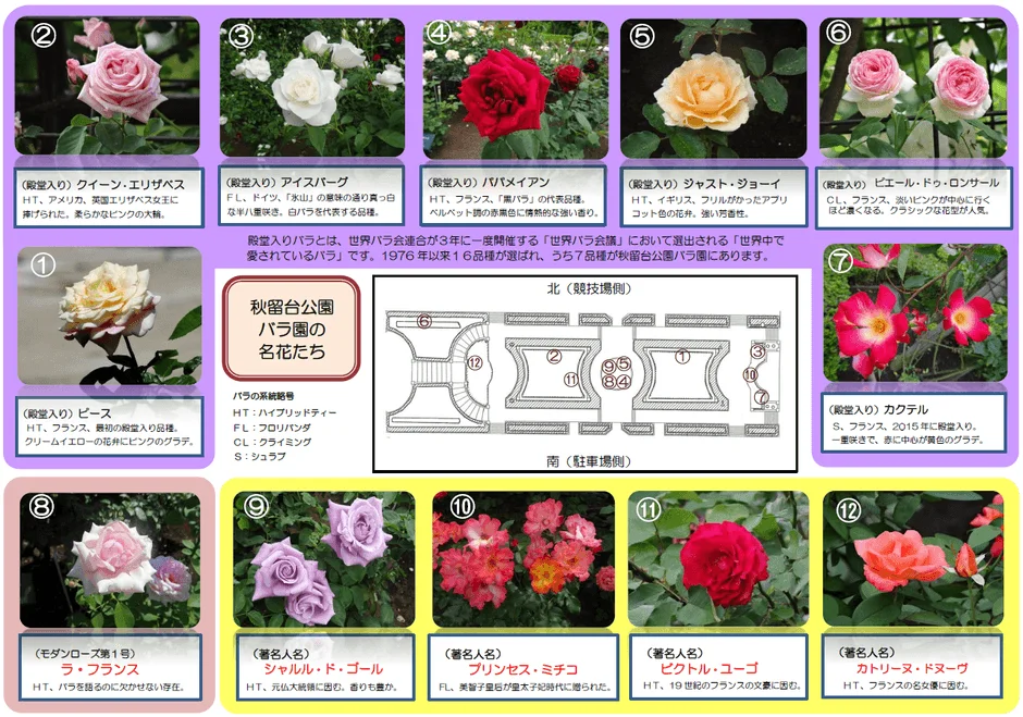 秋留台公園バラ園で展示されている殿堂入りバラ12品種の紹介。各バラの品種名、系統、原産国、特徴、そして園内での配置図が掲載されており、バラ愛好家にとって魅力的な情報源となっている。
