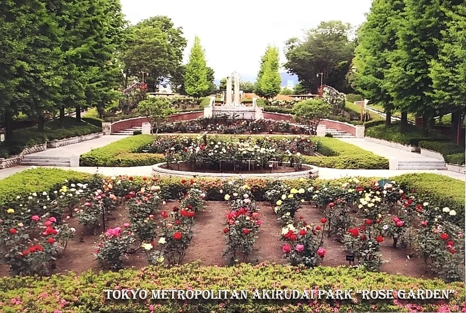 東京都あきる野市にある広大なバラ園の風景。色とりどりのバラが咲き誇り、中央には噴水があり、周囲は緑豊かな木々に囲まれている。美しい景観が広がる公園の一角です。