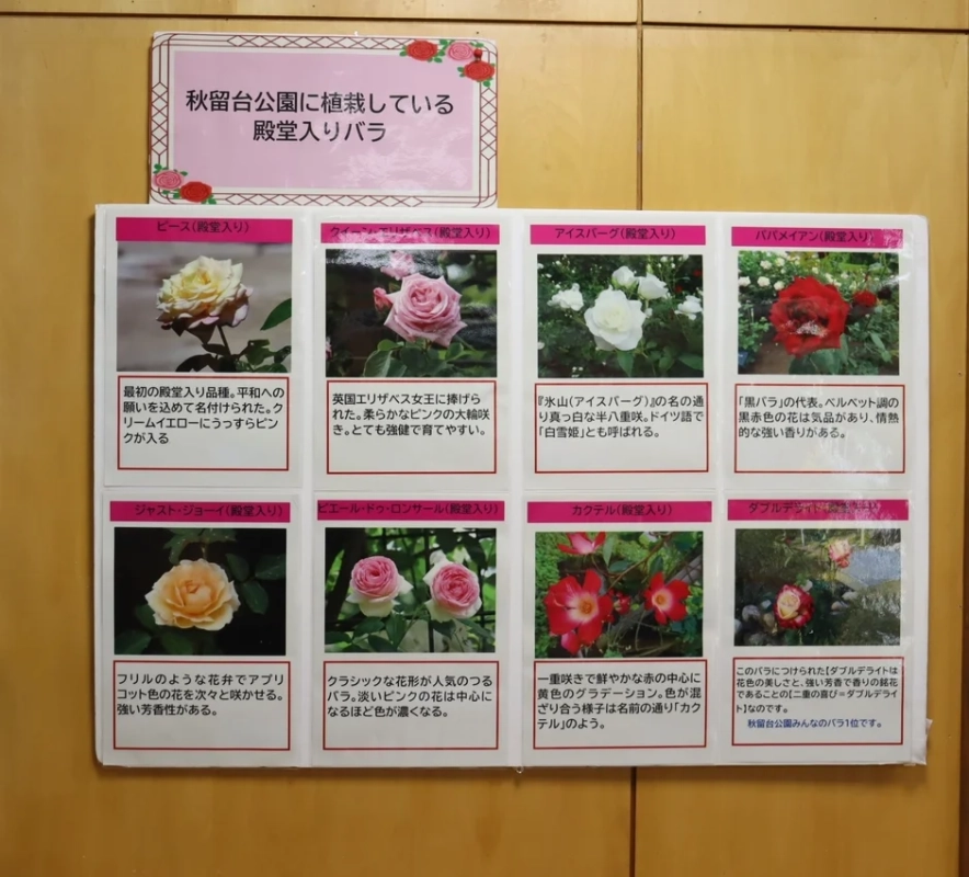 秋留台公園に植栽されている殿堂入りバラ8品種を紹介する案内板です。ピース、クイーンエリザベス、アイスバーグなど、様々な色や特徴を持つバラが写真と説明で解説されています。